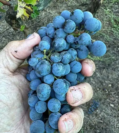 Hand full of cabernet sauvignon clone 6 grapes